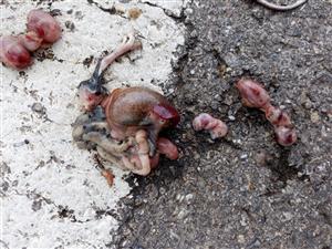 Helix pomatia - zrazený jedinec