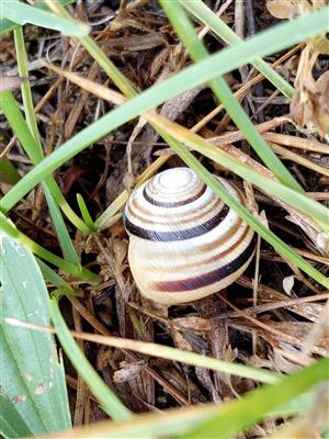 Caucasotachea vindobonensis