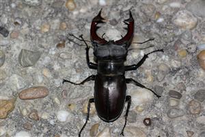 TML Burda, Bajtava, Lucanus cervus, 11.5.2024, J.Lengyel.