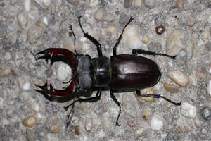 TML Burda, Bajtava, Lucanus cervus, 11.5.2024, J.Lengyel.