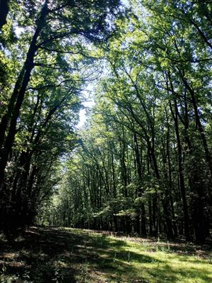 TML Burda, okrajové horné časti NPR Leliansky les, foto: J.Lengyel.