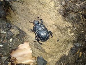 Anoplotrupes stercorosus