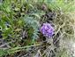 Oxytropis campestris na lokalite