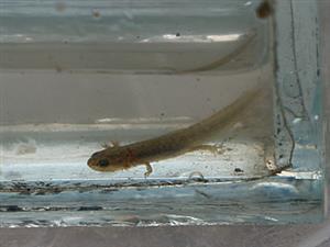 mlok bodkovaný (Lissotriton vulgaris), larva