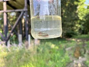 Triturus montandoni - juvenil