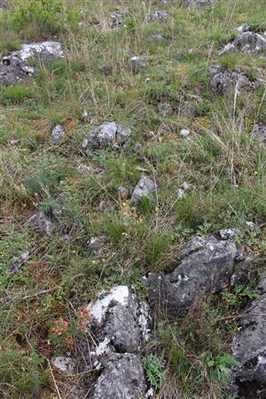 Záber na monitorovaný biotop.