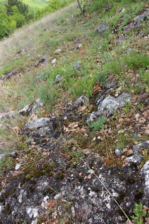 Záber na monitorovaný biotop.