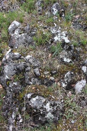 Záber na monitorovaný biotop.