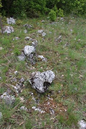 Záber na monitorovaný biotop.