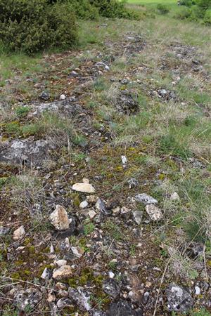 Záber na monitorovaný biotop.