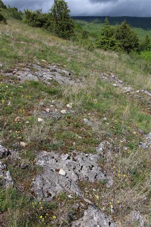 Záber na monitorovaný biotop.