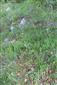 Suchomilné travinnobylinné a krovinové porasty na vápnitom podloží (*dôležité stanovištia Orchideaceae) (12.5.2024)