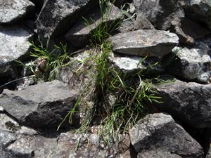 detail - Asplenium septentrionale