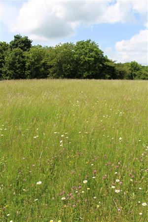 Záber na monitorovaný biotop.