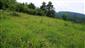 Suchomilné travinnobylinné a krovinové porasty na vápnitom podloží (*dôležité stanovištia Orchideaceae) (5.6.2024)