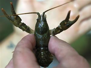 rak riavový (Austropotamobius torrentium), dospelý jedinec