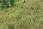 Suchomilné travinnobylinné a krovinové porasty na vápnitom podloží (*dôležité stanovištia Orchideaceae) (4.6.2024)
