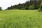 Suchomilné travinnobylinné a krovinové porasty na vápnitom podloží (*dôležité stanovištia Orchideaceae) (16.6.2024)