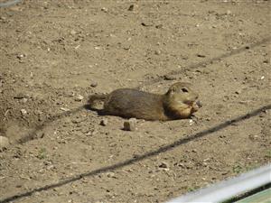 Adult Spermophilus citellus 