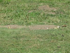 Spermophilus citellus 