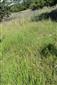 Suchomilné travinnobylinné a krovinové porasty na vápnitom podloží (*dôležité stanovištia Orchideaceae) (22.6.2024)