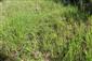 Suchomilné travinnobylinné a krovinové porasty na vápnitom podloží (*dôležité stanovištia Orchideaceae) (22.6.2024)