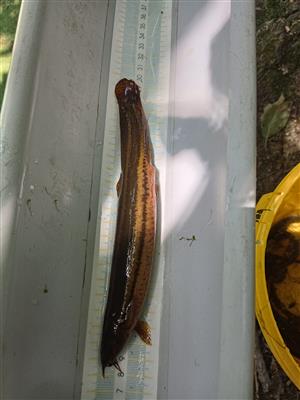 čík európsky (Misgurnus fossilis)