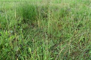 Pohľad na podmáčané terénne mikro-depresie, kde sa vyskytujú vlhkomilné druhy.