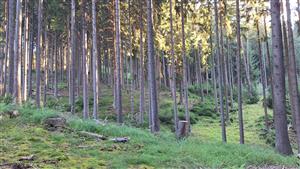 pohľad na lokalitu s Leucobryum glaucum