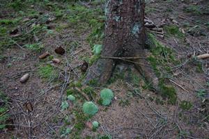 pohľad na lokalitu s Leucobryum glaucum