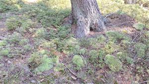 pohľad na lokalitu s Leucobryum glaucum
