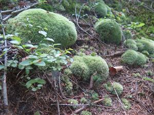  Leucobryum glaucum na  lokalite