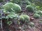  Leucobryum glaucum na  lokalite