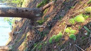 pohľad na lokalitu s Leucobryum glaucum