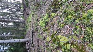 pohľad na lokalitu s Leucobryum glaucum