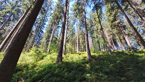 pohľad na lokalitu s Leucobryum glaucum