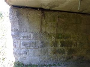Užovka stromová - exuvia