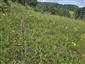 Suchomilné travinnobylinné a krovinové porasty na vápnitom podloží (*dôležité stanovištia Orchideaceae) (9.6.2024)
