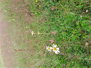 Pohľad na detail biotopu na TML