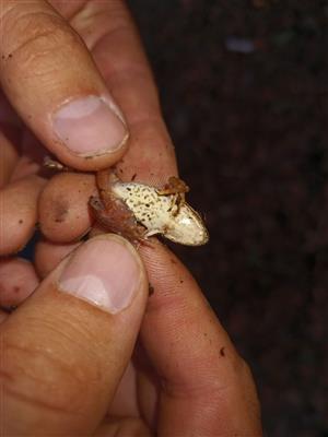 Rana temporaria zospodu