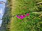 Suchomilné travinnobylinné a krovinové porasty na vápnitom podloží (*dôležité stanovištia Orchideaceae) (16.7.2024)