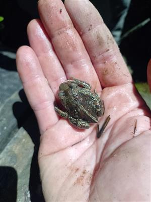 Pelobates fuscus
