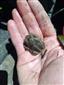 Pelobates fuscus