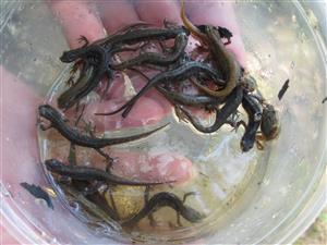Lissotriton vulgaris