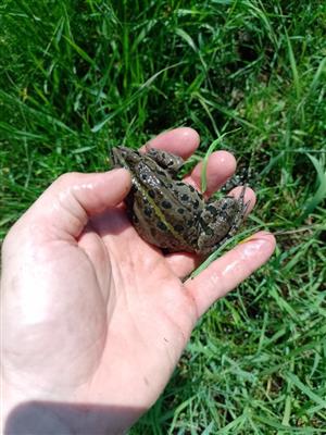 Rana esculenta