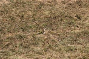 Spermophilus citellus