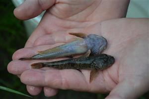 hlaváč bieloplutvý