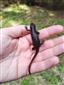 Triturus alpestris
