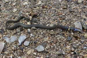 Natrix natrix