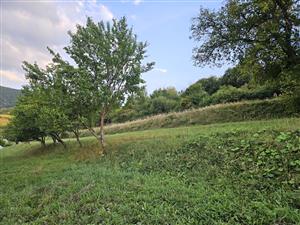 Kosená časť plochy, východný okraj.